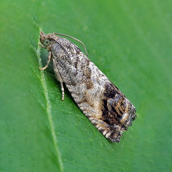 Cydia splendana (acima de 50 uni.)